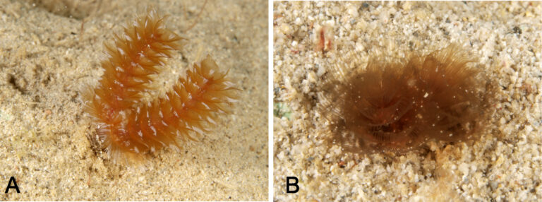 golden phoronid Phoronopsis californica