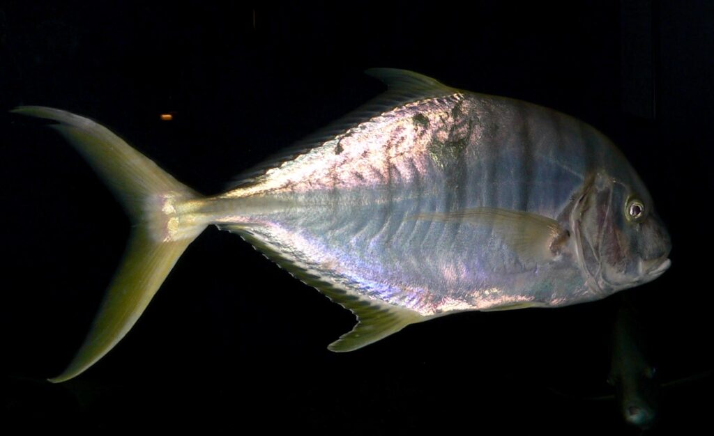 Golden Trevally (Gnathanodon speciosus) |commons:File:Gnathanodon speciosus 1.jpg