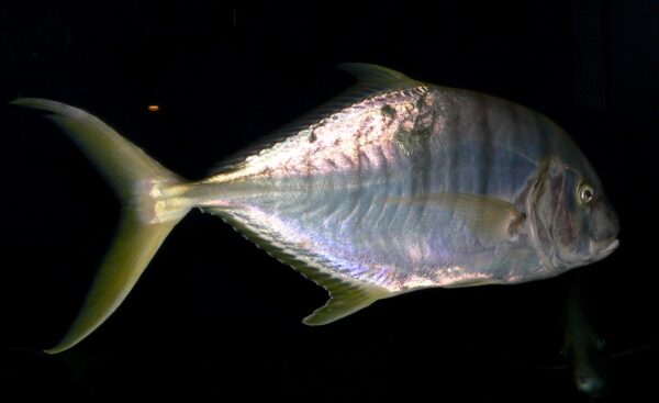 Golden Trevally (Gnathanodon speciosus) |commons:File:Gnathanodon speciosus 1.jpg
