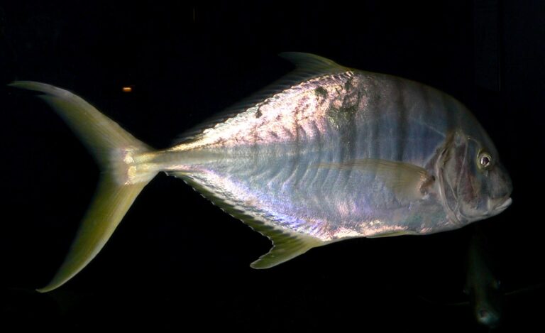 Golden Trevally (Gnathanodon speciosus) |commons:File:Gnathanodon speciosus 1.jpg
