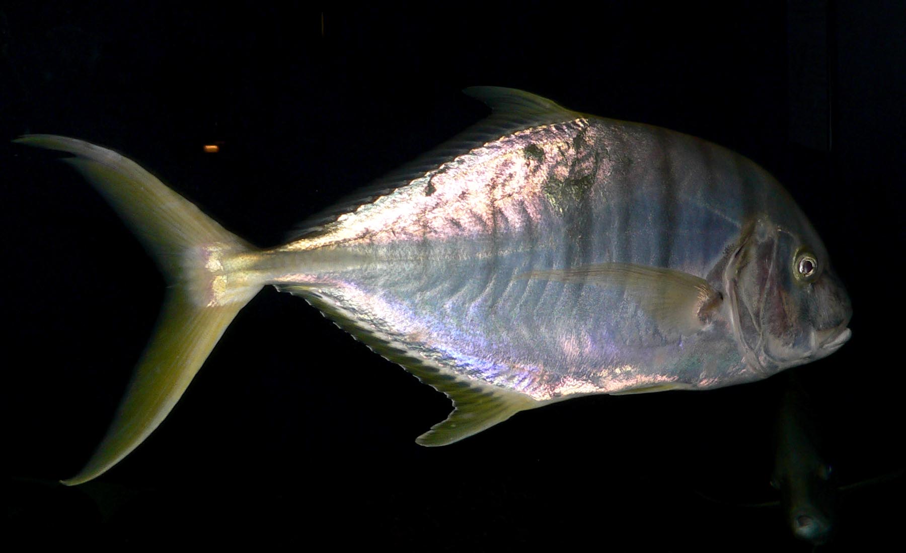 Golden Trevally (Gnathanodon speciosus) |commons:File:Gnathanodon speciosus 1.jpg