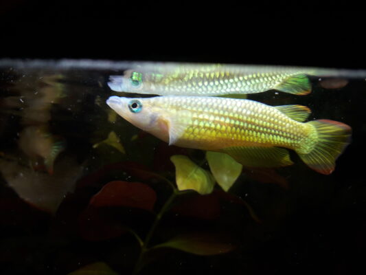 Golden Wonder Killifish (Aplocheilus lineatus) |commons:File:Aplocheilus lineatus..jpg
