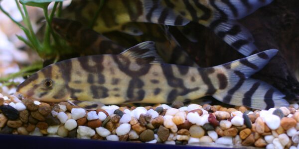 Golden Zebra Loach (Botia histrionica) |commons:File:Botia histrionica.jpg