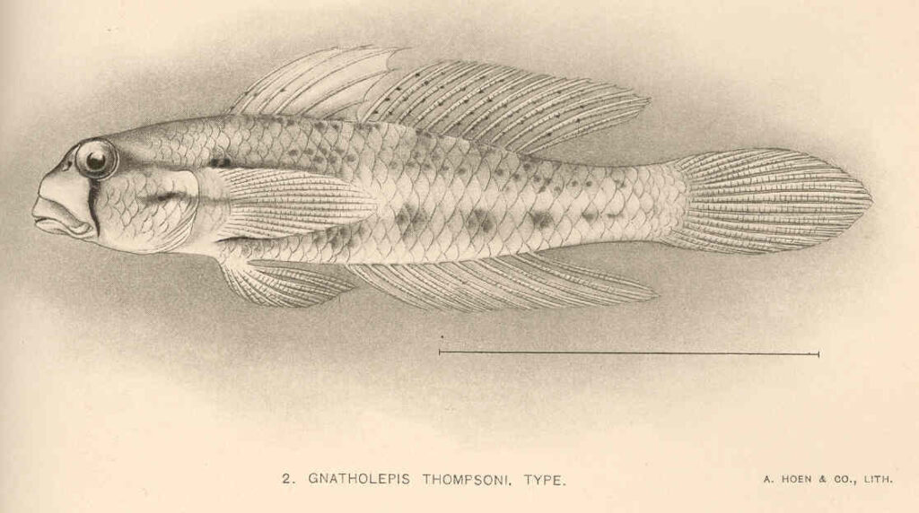Goldspot Goby (Gnatholepis thompsoni) |commons:File:FMIB 41094 Gnatholepis thompsoni Type.jpeg