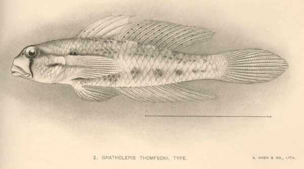Goldspot Goby (Gnatholepis thompsoni) |commons:File:FMIB 41094 Gnatholepis thompsoni Type.jpeg