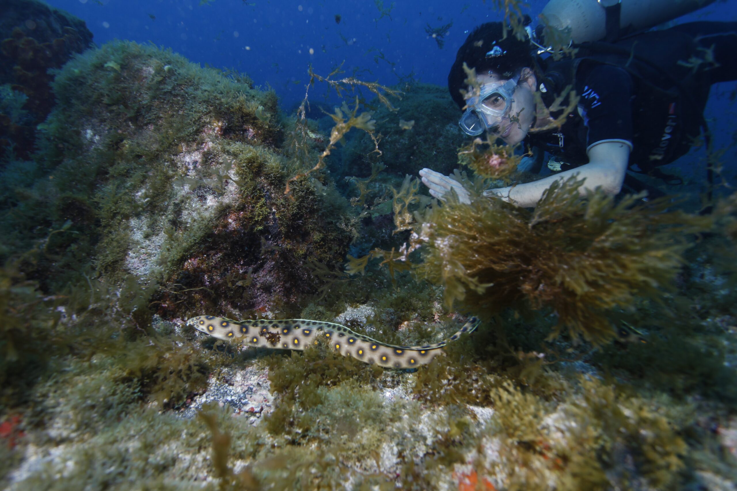 Goldspotted Eel (Myrichthys ocellatus) |commons:File:Goldspotted Eel (Myrichthys ocellatus), Fernando de Noronha.JPG