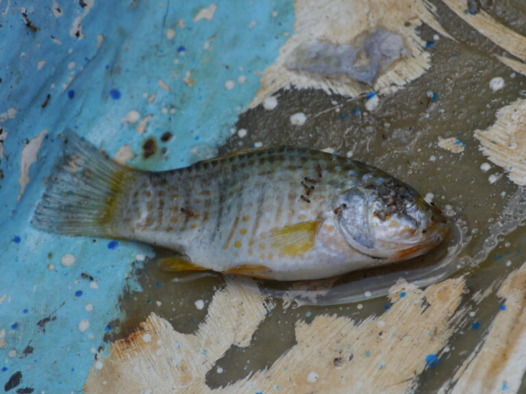 Goldspotted Killifish (Floridichthys carpio) |commons:File:Floridichthys carpio.jpg
