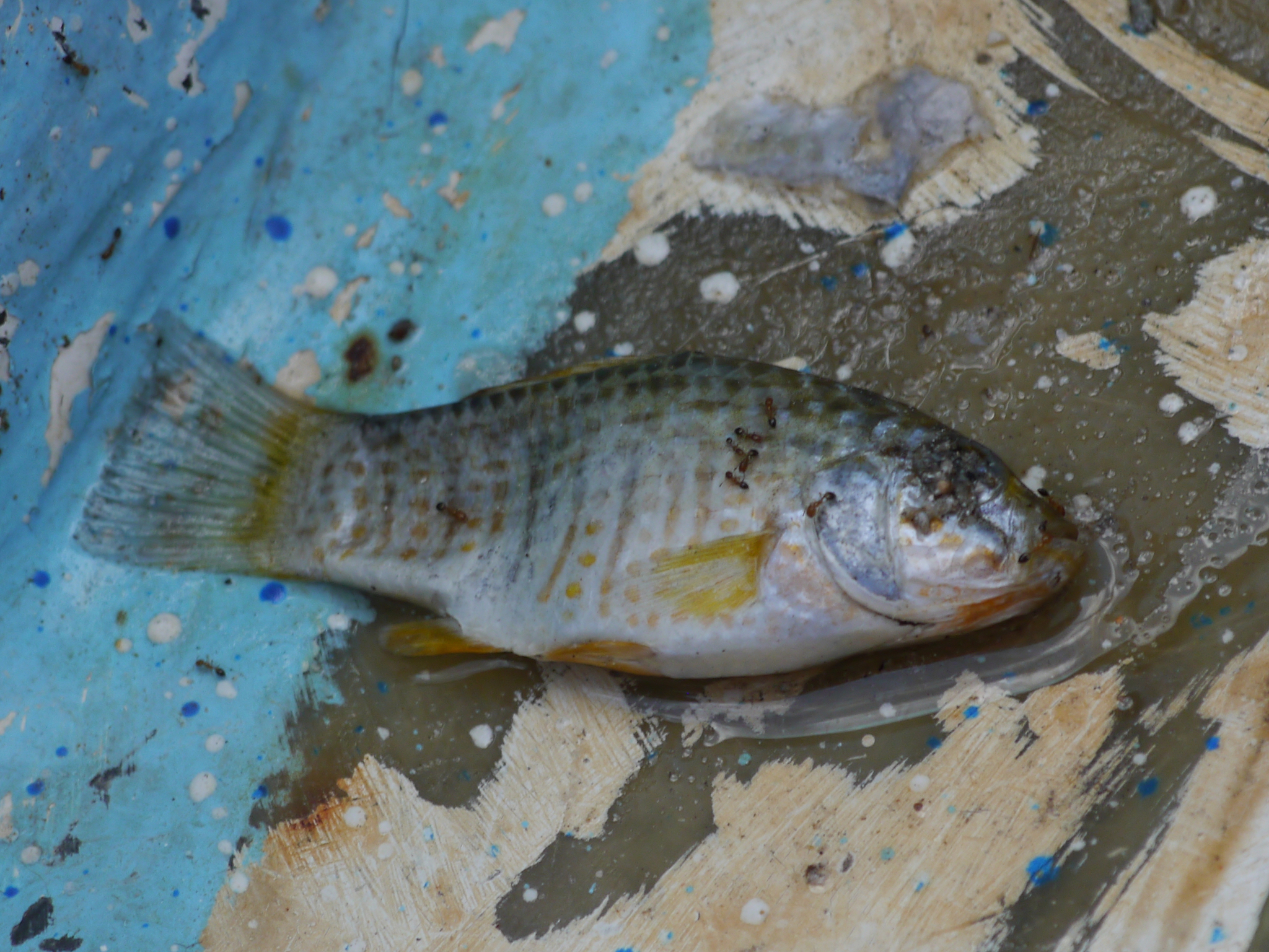 Goldspotted Killifish (Floridichthys carpio) |commons:File:Floridichthys carpio.jpg