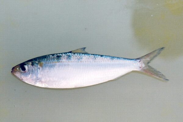 goldstripe sardinella (Sardinella gibbosa) |commons:File:Sardinella gibbosa.jpg