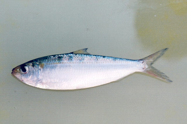 goldstripe sardinella (Sardinella gibbosa) |commons:File:Sardinella gibbosa.jpg