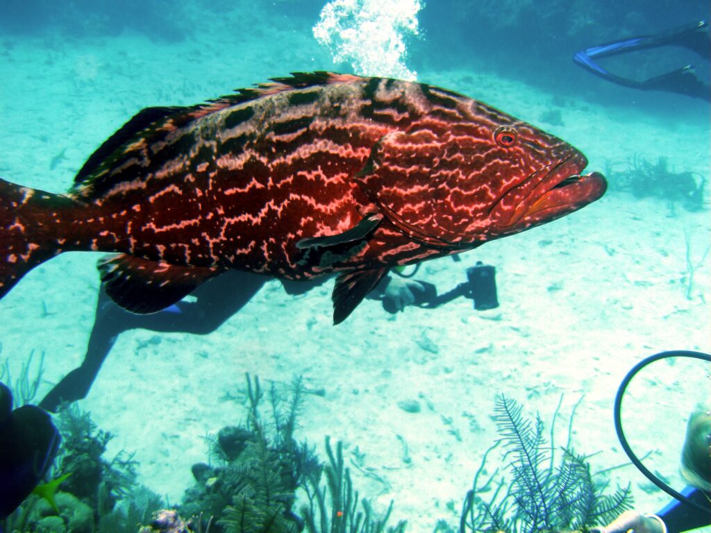 Goliath Grouper Epinephelus itajara