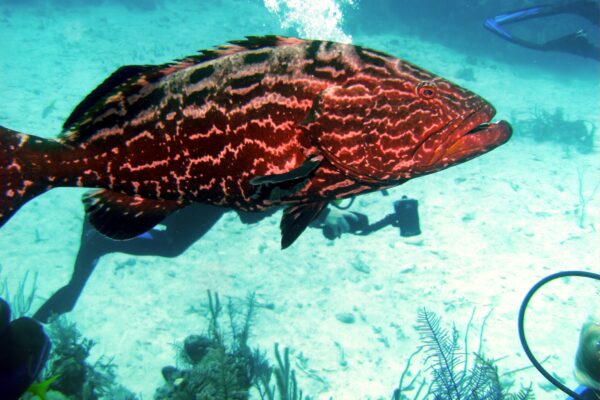 Goliath Grouper Epinephelus itajara