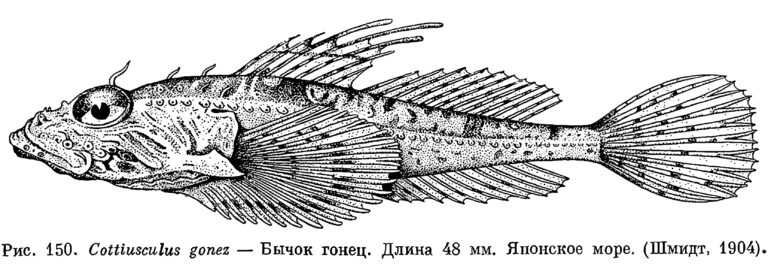 Gonez's Sculpin (Cottiusculus gonez) |commons:File:Cottiusculus gonez.jpg