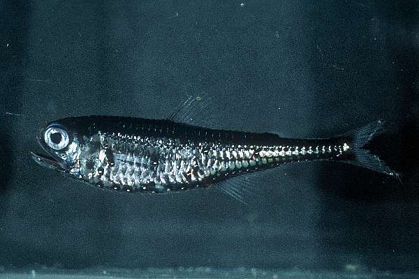 Gonichthys barnesi (Gonichthys barnesi) |commons:File:Gonichthys barnesi CD No. 050-1479 SM 196N specimen not kept.jpg