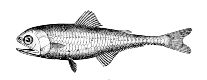 Gonichthys cocco (Gonichthys cocco) |commons:File:Gonichthys cocco.jpg