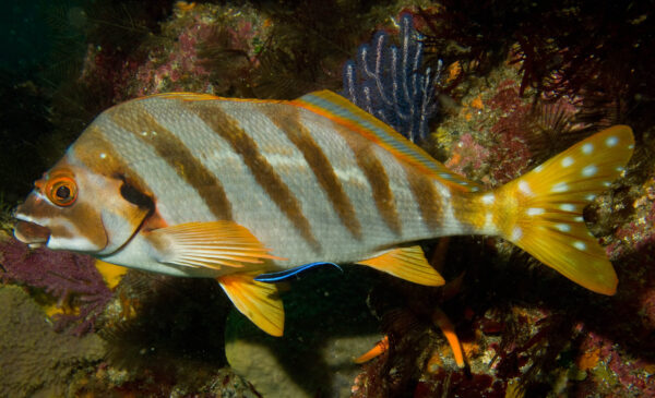 Goniistius zonatus (Goniistius zonatus) |commons:File:GoniistiusZonatusJI1.jpg