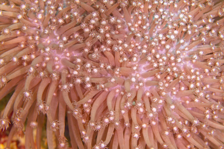 Goniopora Coral Goniopora stokesi