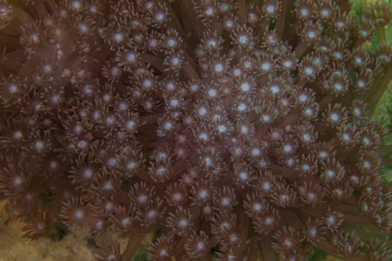 Goniopora Lobata (Goniopora lobata) |commons:File:Coral (Goniopora lobata), Mahé, Seychelles, 2025-09-10, DD 204.jpg