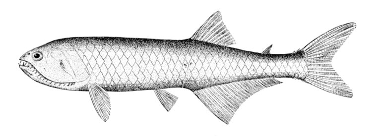 Gonostoma denudatum (Gonostoma denudatum) |commons:File:Gonostoma denudatum.jpg
