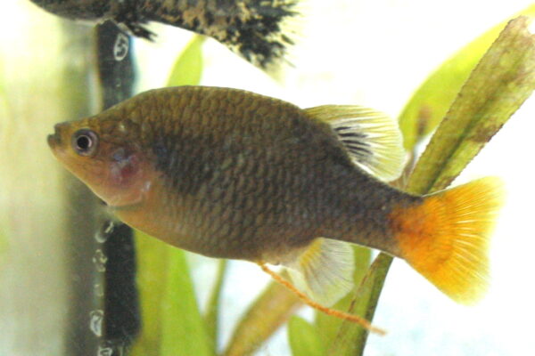 Goodeid (Xenotoca eiseni) |commons:File:Xenotoca eiseni.JPG