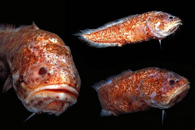 Grammonus thielei (Grammonus thielei) |commons:File:Grammonus Thielei.jpg