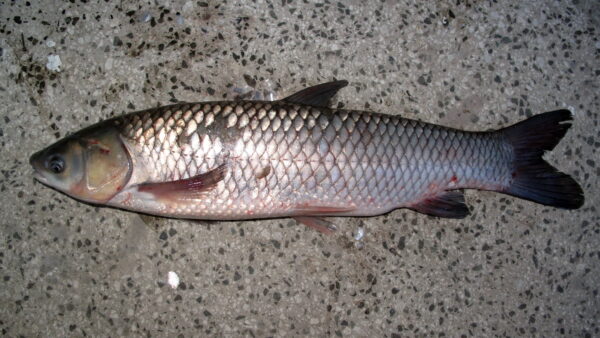 Grass Carp (Ctenopharyngodon idella) |commons:File:Ctenopharyngodon idella.jpg