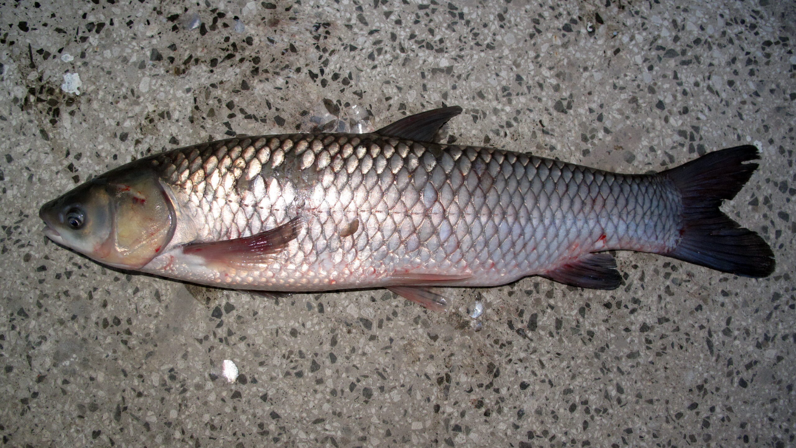 Grass Carp (Ctenopharyngodon idella) |commons:File:Ctenopharyngodon idella.jpg