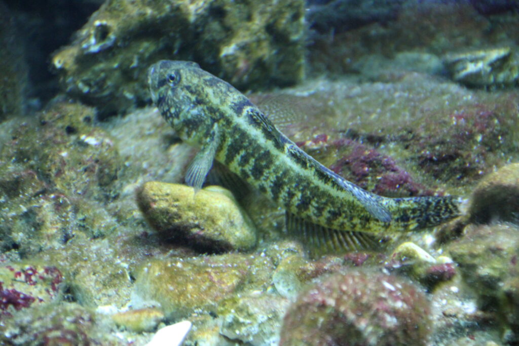 Grass Goby (Zosterisessor ophiocephalus) |commons:File:Porec aquarium IMG 8459 Zosterisessor ophiocephalus grass goby.jpg