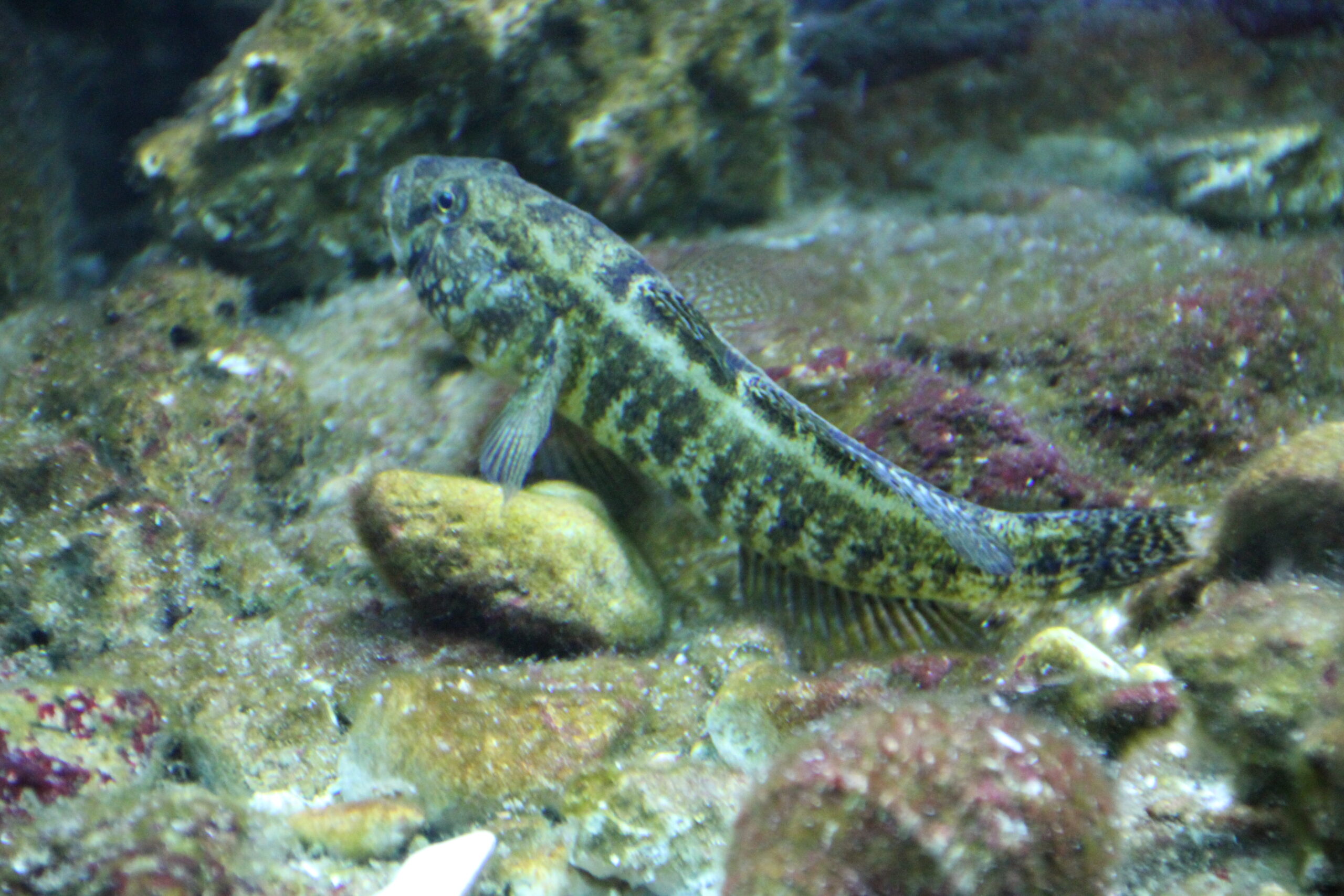 Grass Goby (Zosterisessor ophiocephalus) |commons:File:Porec aquarium IMG 8459 Zosterisessor ophiocephalus grass goby.jpg