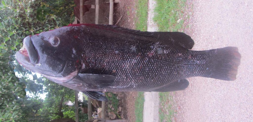 Graus nigra (Graus nigra) |commons:File:Vieja o Mulata (Graus Nigra).JPG