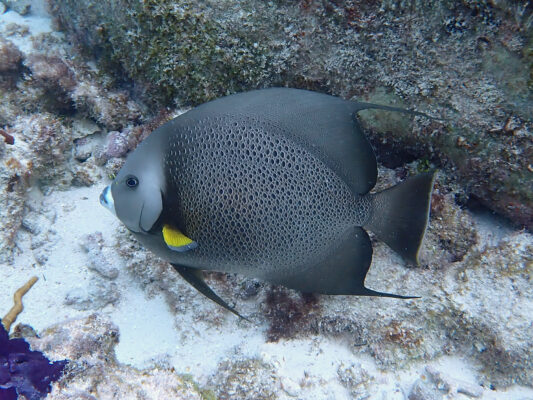 Gray Angelfish (Pomacanthus arcuatus) |commons:File:Pomacanthus arcuatus 109580400.jpg