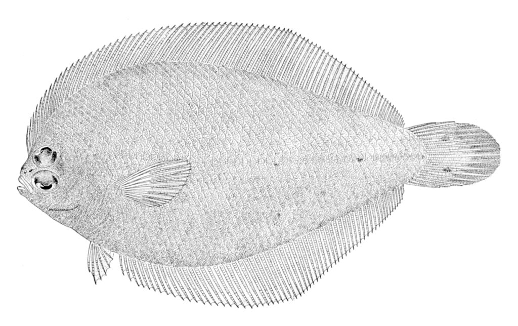 Gray Flounder (Etropus rimosus) |commons:File:Etropus rimosus.jpg