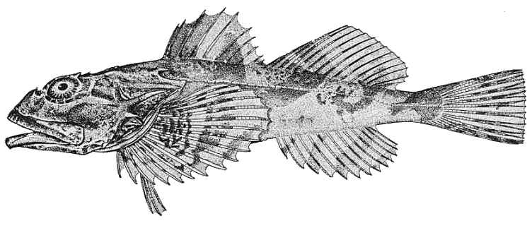 Great Sculpin (Myoxocephalus polyacanthocephalus) |commons:File:Myoxocephalus polyacanthocephalus.jpg