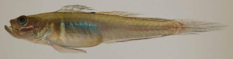 Green Goby (Microgobius thalassinus) |commons:File:Microgobius thalassinus (S0758) (12637530893).jpg