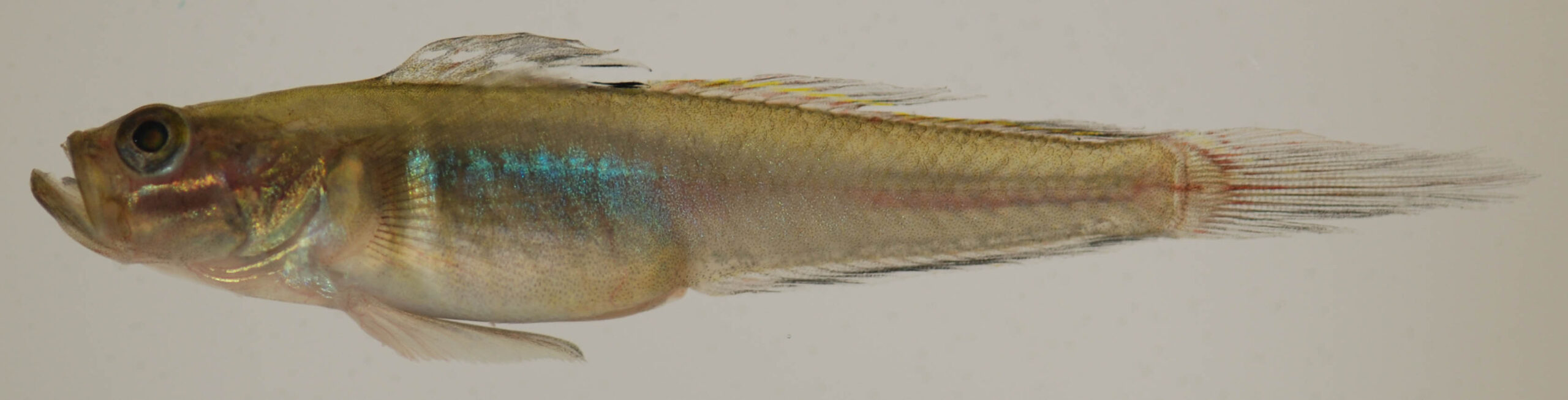 Green Goby (Microgobius thalassinus) |commons:File:Microgobius thalassinus (S0758) (12637530893).jpg