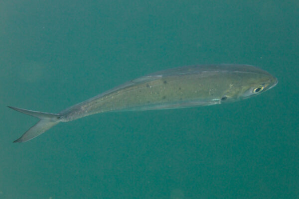 Green Jack (Caranx caballus) |commons:File:Cocinero (Caranx caballus), Cabo San Lucas, Baja California, México, 2024-12-20, DD 88.jpg