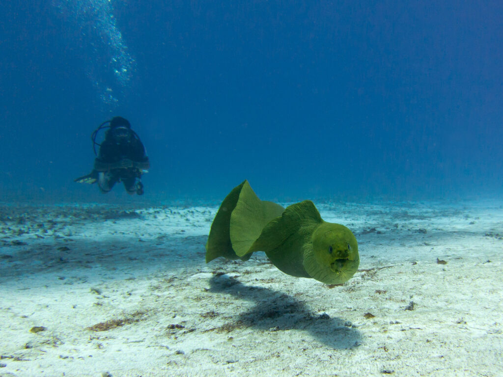 Green Moray (Gymnothorax funebris) |commons:File:Green Moray Eel (Gymnothorax funebris), Cozumel.jpg