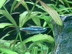 Green Neon Tetra (Paracheirodon simulans) |commons:File:Paracheirodon-simulans Platinum-type.jpg