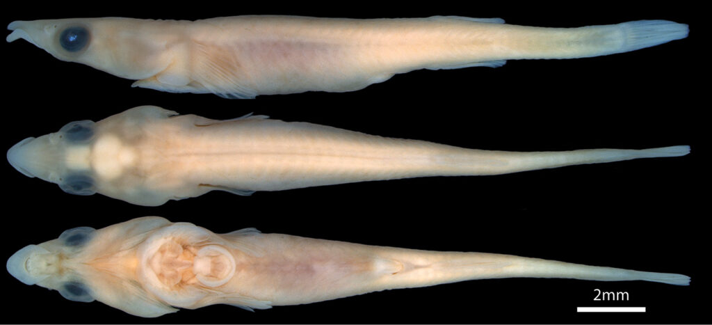 Green Rat Clingfish (Barryichthys algicola) |commons:File:Barryichthys algicola (10.3897-zookeys.864.34521) Figure 2 (cropped).jpg