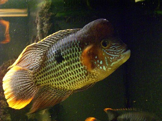 Green Terror (Andinoacara rivulatus) |commons:File:Andinoacara rivulatus 'Orangesaum' - 20080317.jpg
