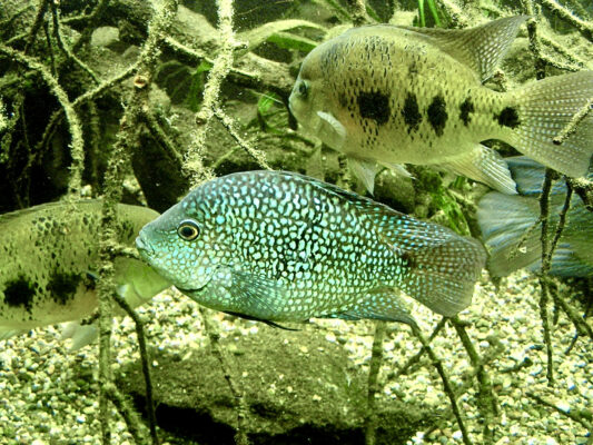 Green Texas Cichlid (Herichthys carpinte) |commons:File:Cichlidae Herichthys carpintis 1.jpg
