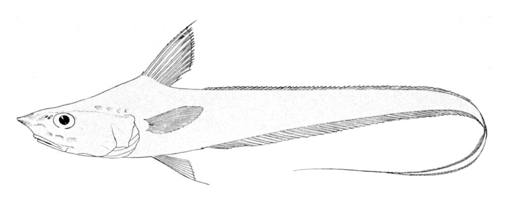 Grenadier (Coryphaenoides filicauda) |commons:File:Coryphaenoides filicauda.jpg
