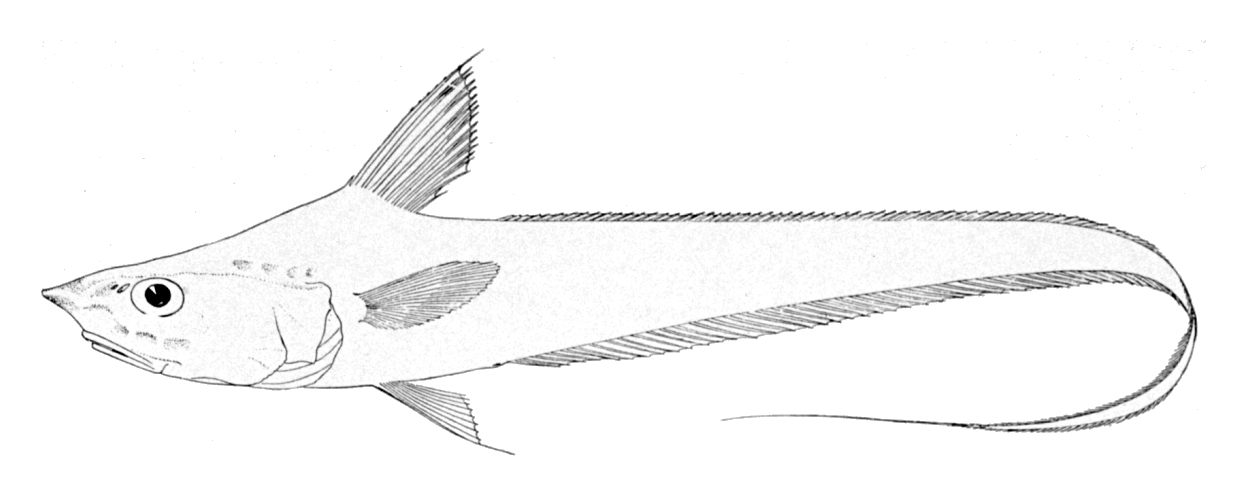Grenadier (Coryphaenoides filicauda) |commons:File:Coryphaenoides filicauda.jpg