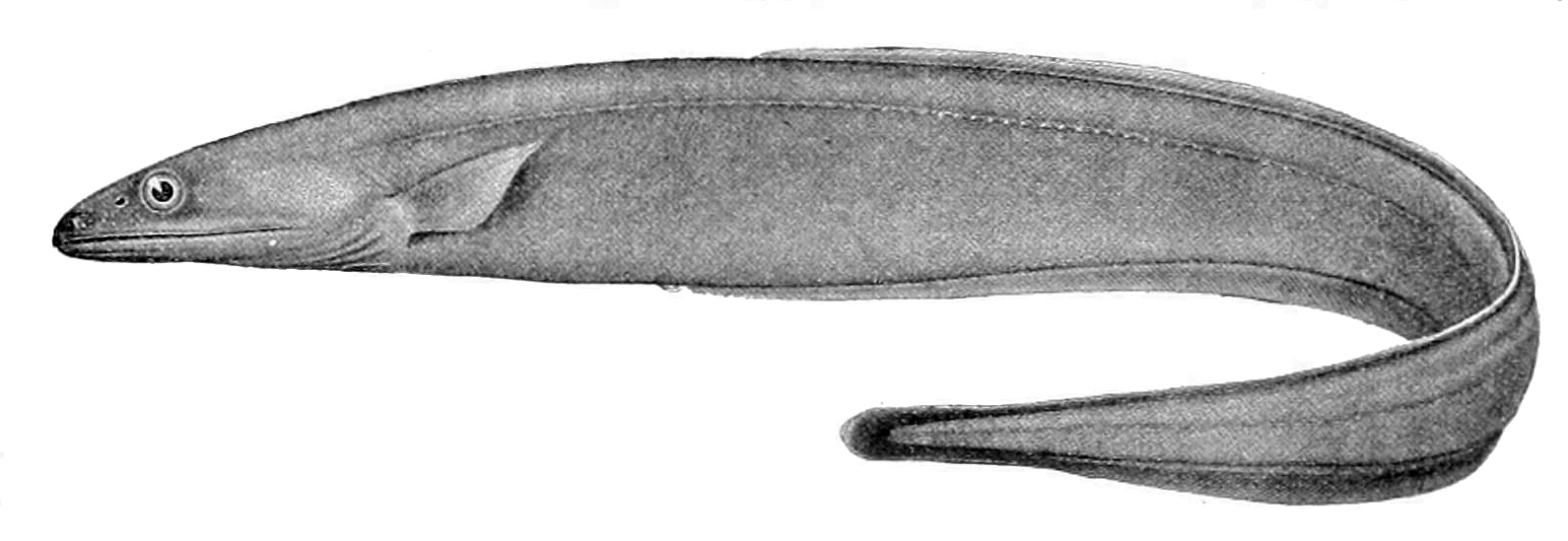Grey Cutthroat Eel (Synaphobranchus affinis) |commons:File:Synaphobranchus affinis.jpg