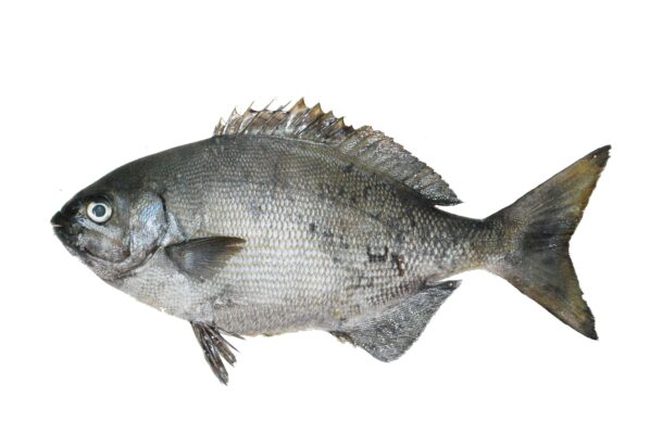 Grey Sea Chub (Kyphosus bigibbus) |commons:File:Calicagère (Kyphosus bigibbus) (Ifremer 00761-87287).jpg