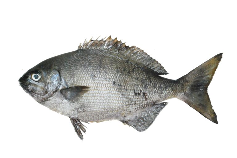Grey Sea Chub (Kyphosus bigibbus) |commons:File:Calicagère (Kyphosus bigibbus) (Ifremer 00761-87287).jpg