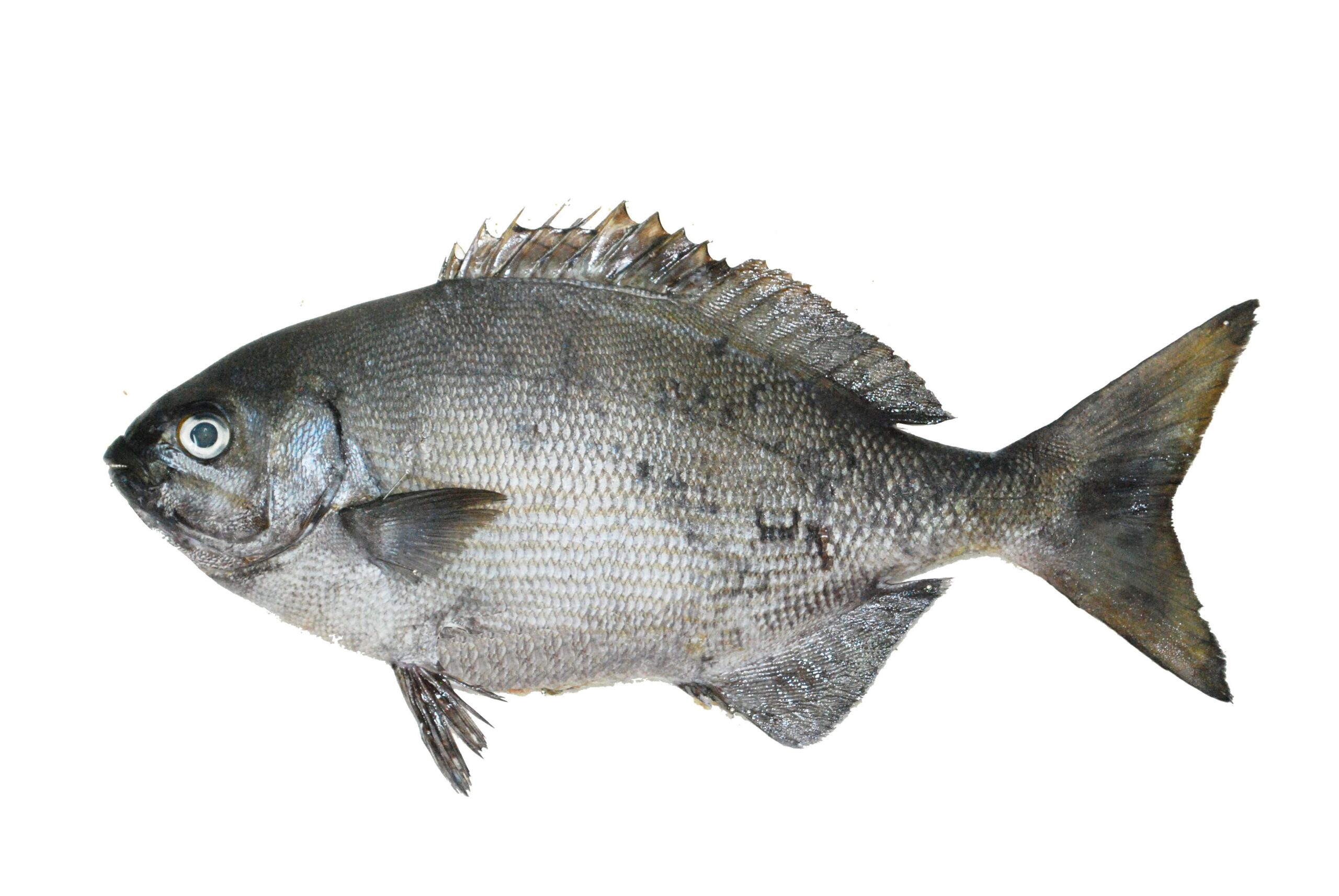 Grey Sea Chub (Kyphosus bigibbus) |commons:File:Calicagère (Kyphosus bigibbus) (Ifremer 00761-87287).jpg