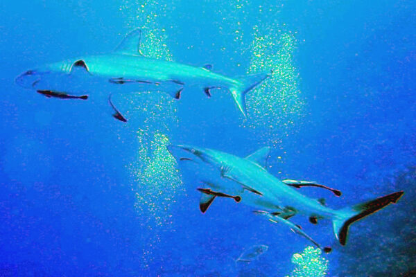 Gri Resif Köpekbalığı Carcharhinus amblyrhynchos