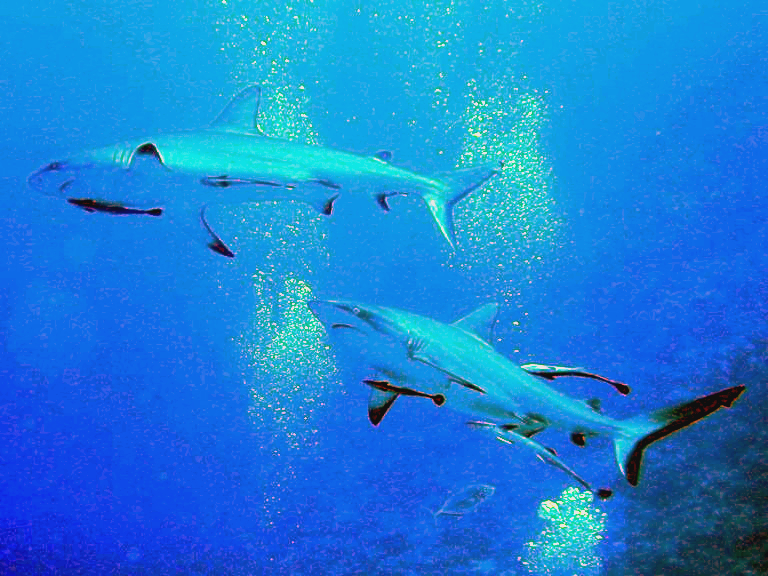 Gri Resif Köpekbalığı Carcharhinus amblyrhynchos