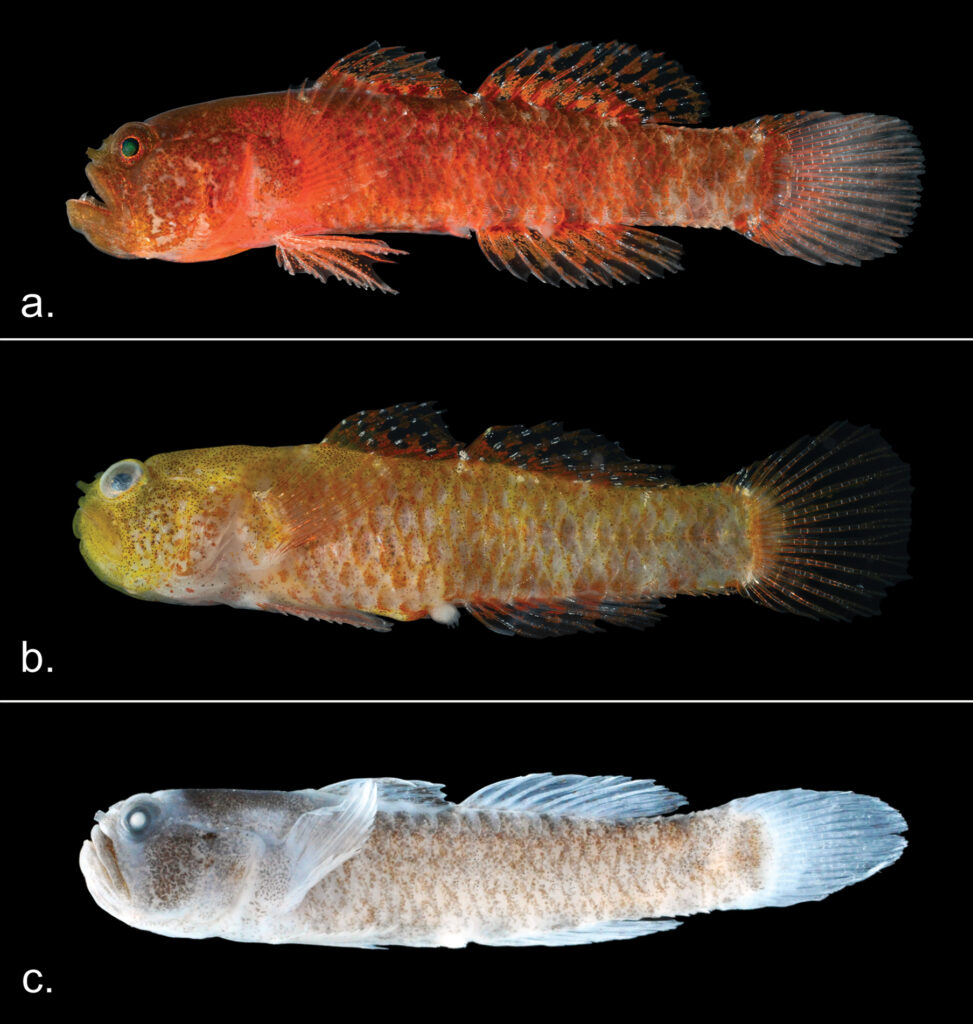 Grumpy Dwarfgoby (Sueviota aethon) |commons:File:Sueviota aethon.jpg